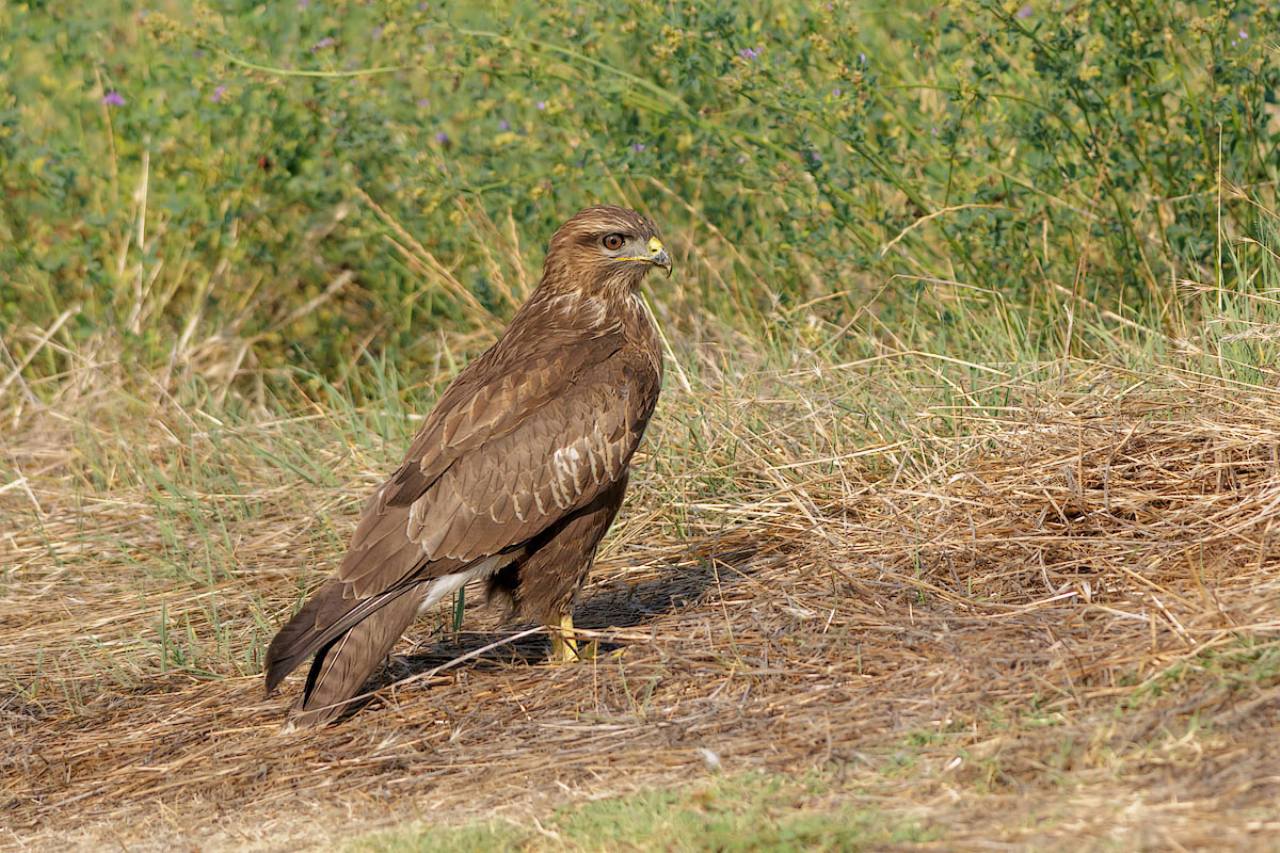 Poiana (Buteo buteo)